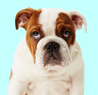 British Bulldog