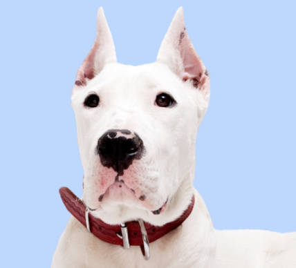 Dogo Argentino