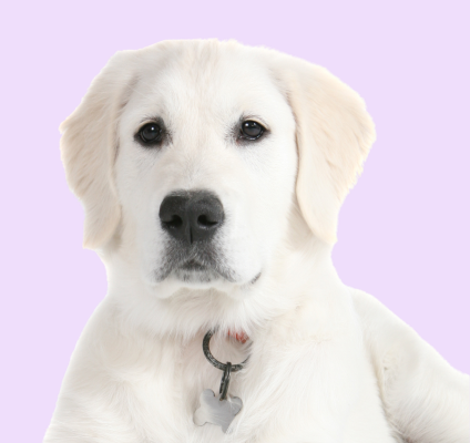English Retriever