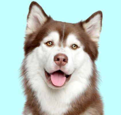Siberian Husky
