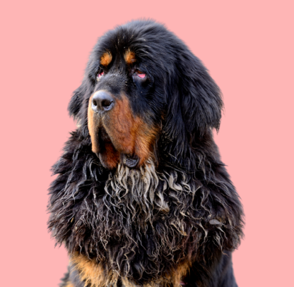 Tibetan Mastiff