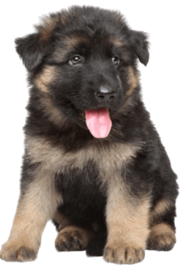 German Shepherd dog