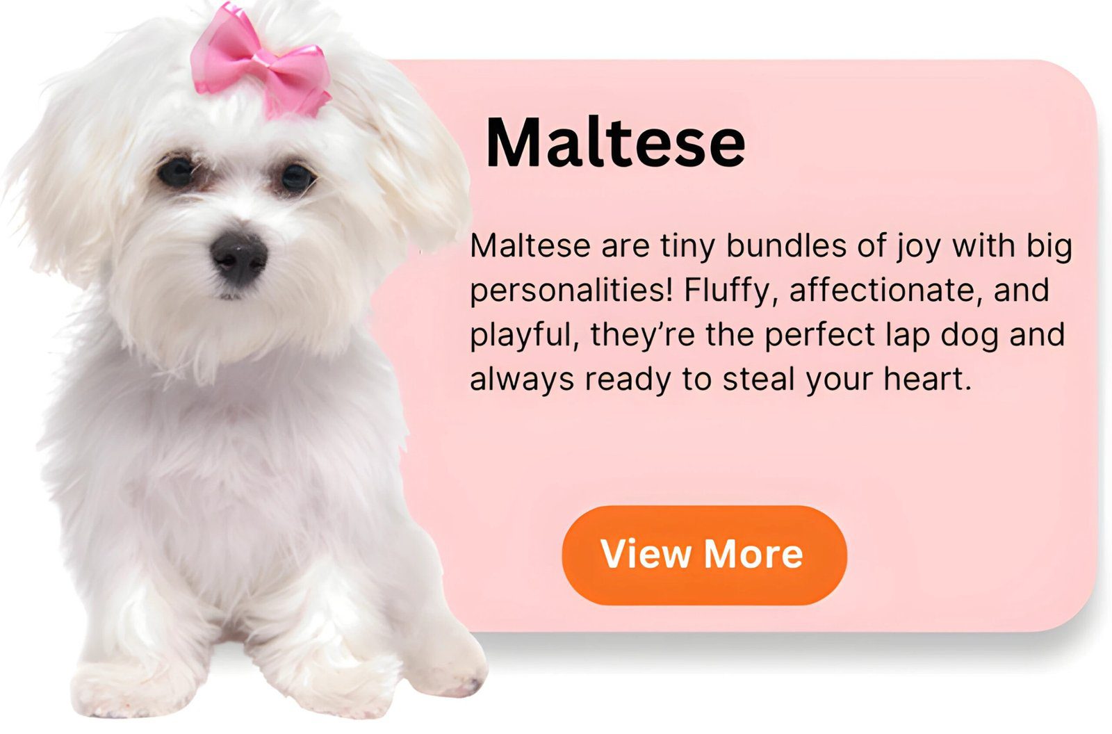 Maltese