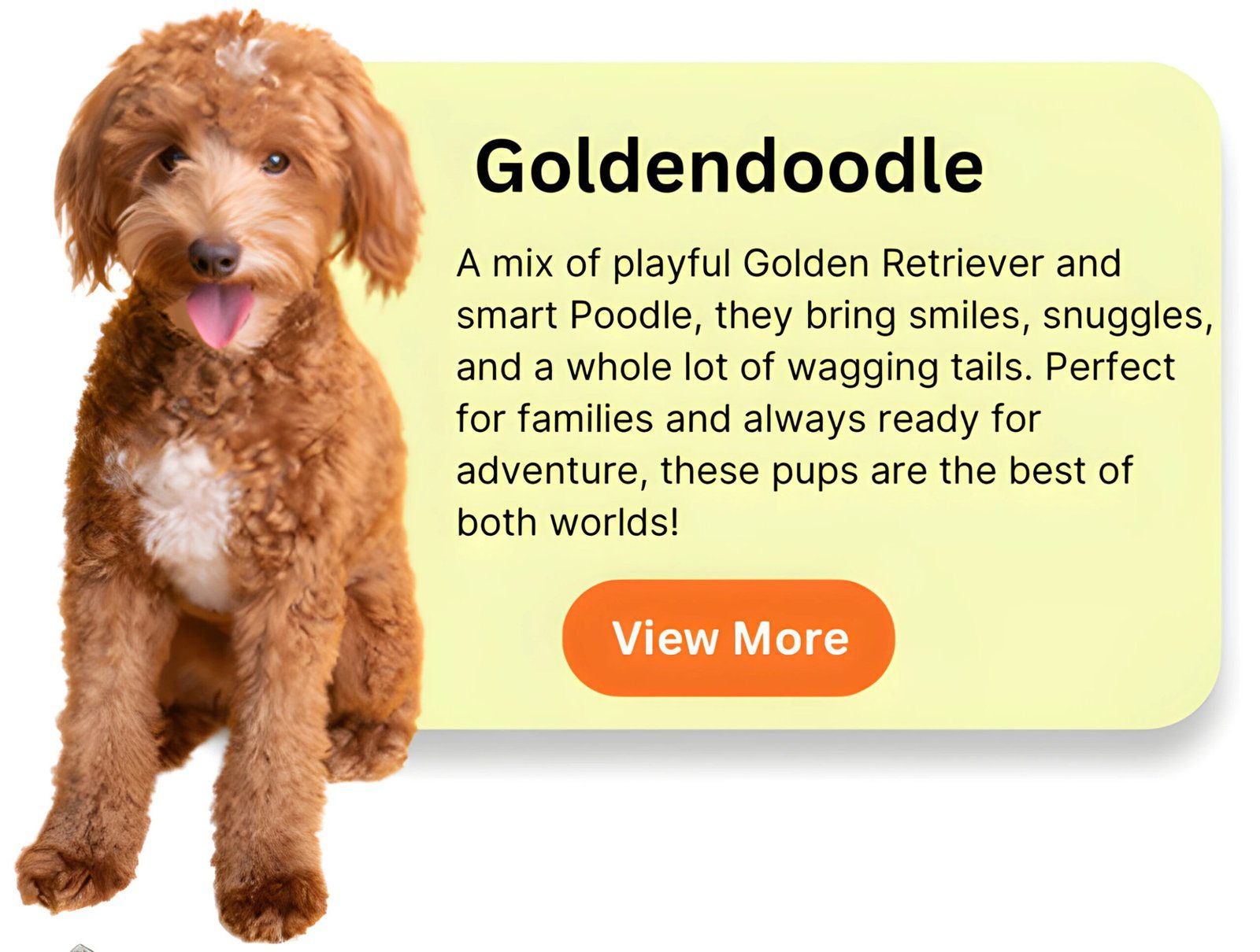 Goldendoodle