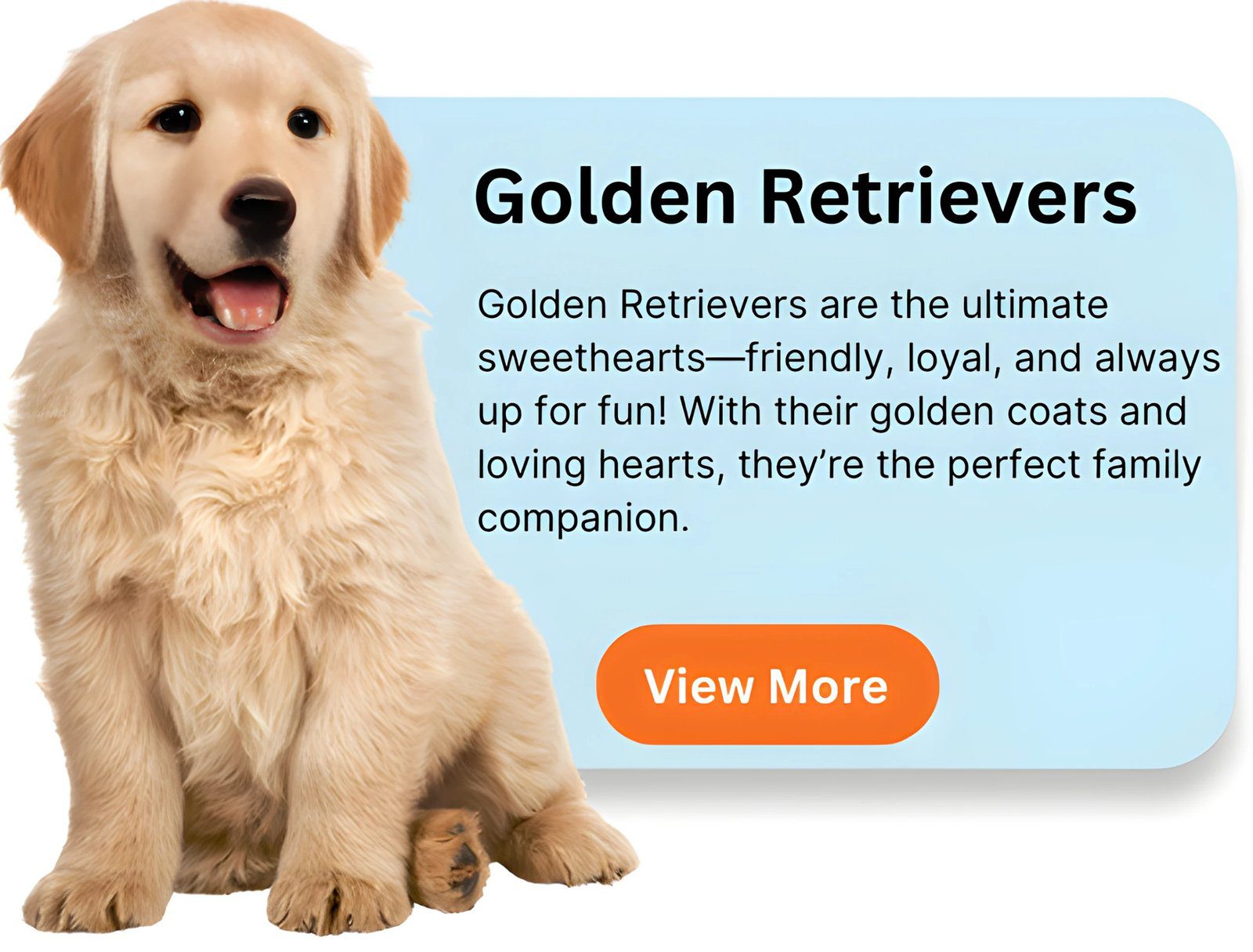 Golden Retriever