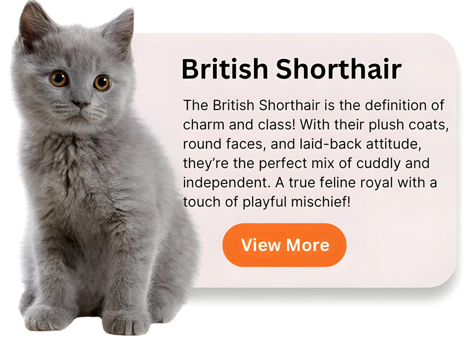 British Shorthair