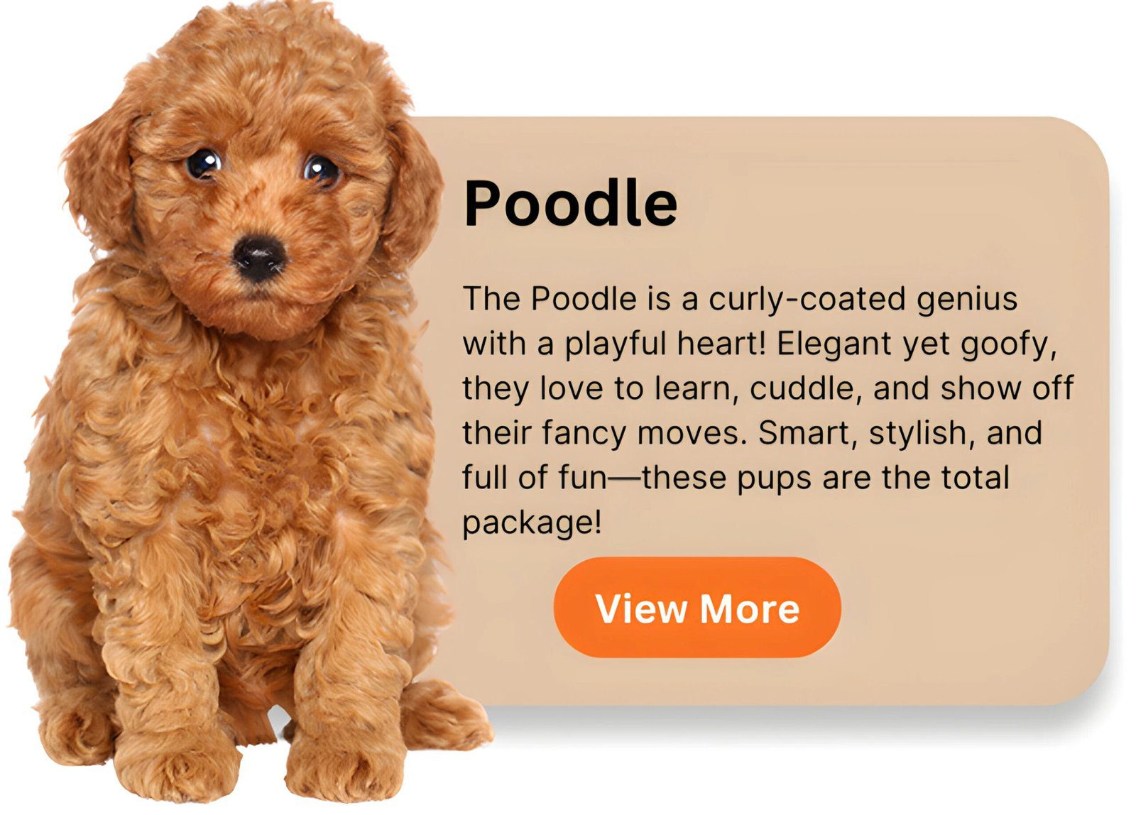 Poodles