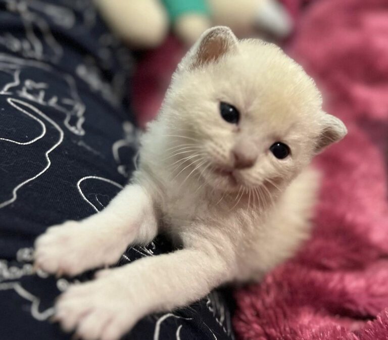 Burmese Cats/Kittens for sale near me in Delhi