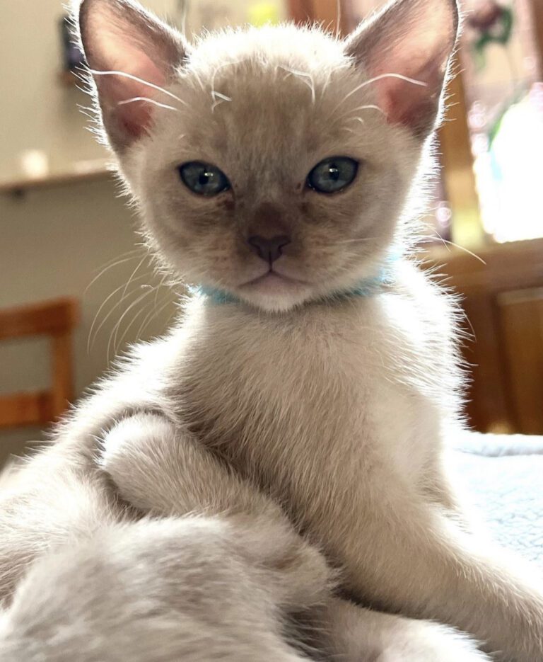 Registered Burmese Cats/Kittens for sale near me in India