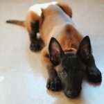 Belgian Malinois Puppies For Sale