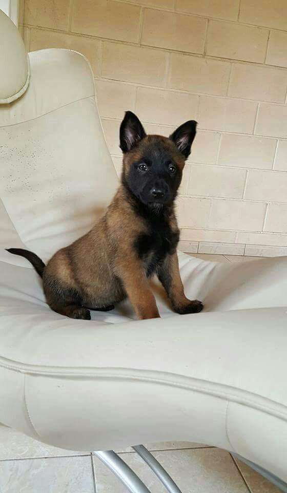 Belgian Malinois Puppies For Sale
