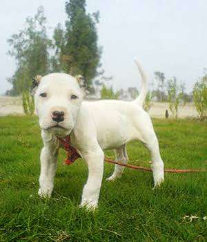 Cute Bully Kutta Puppies for sale near me