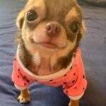 Chihuahua Puppies For Sale Delhi