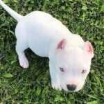 Dogo Argentino Puppies For Sale