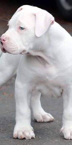 Dogo Argentino Puppies near me