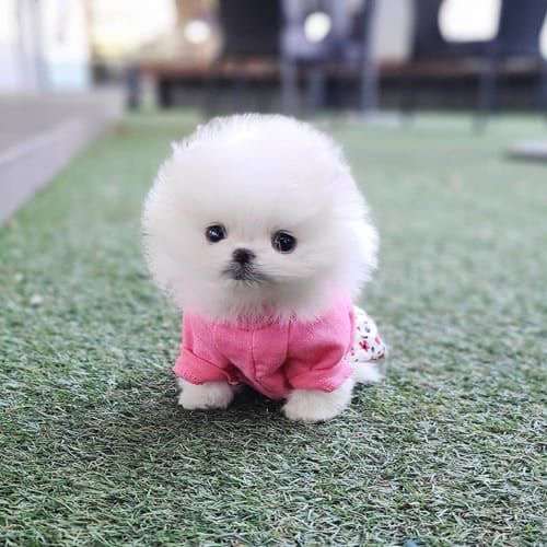 Teacup Pomeranian Dog For Sale