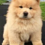 Chow Chow Fawn Puppies for sale in Delhi, India