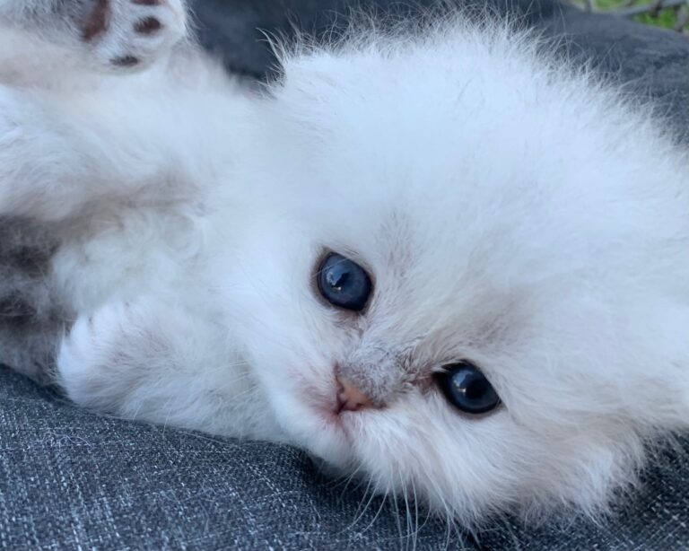 Buy Chinchilla Cats in Delhi