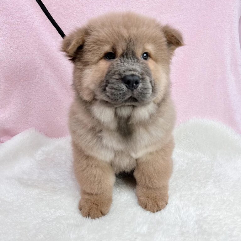 Buy Chow Chow Fawn Puppies near me