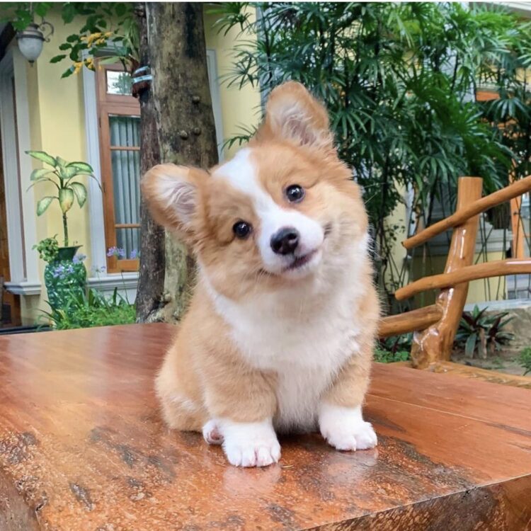 Cute Pembroke Welsh Corgi for sale in Delhi, India