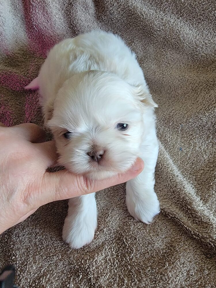 White Shih Tzu for sale in Delhi, India