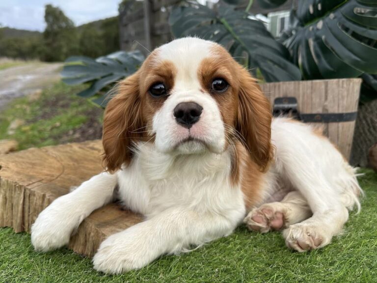 Cute Cavalier King Charles Spaniel puppy for sale in India