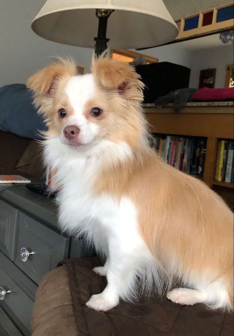 Long Hair Chihuahua Puppies For Sale in Dellhi- vaccinated