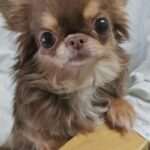 Long Hair Chihuahua Puppies For Sale in Delhi, India