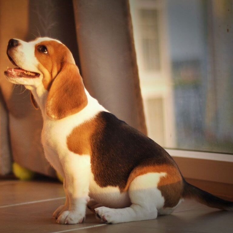 Cute Beagle Puppies for Sale near me- registered