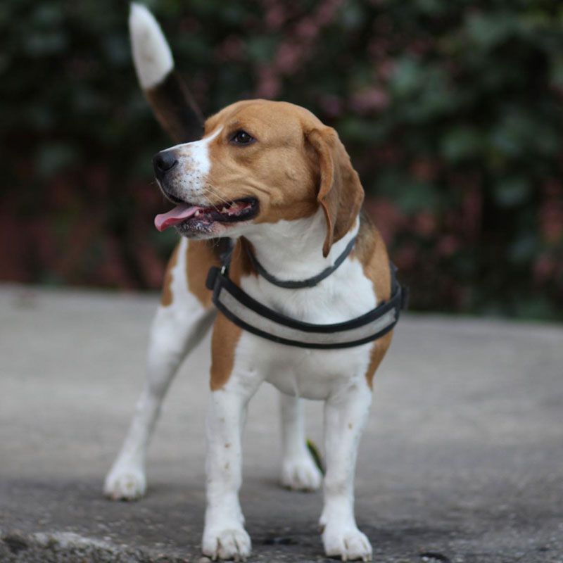 beagle Dog price in india