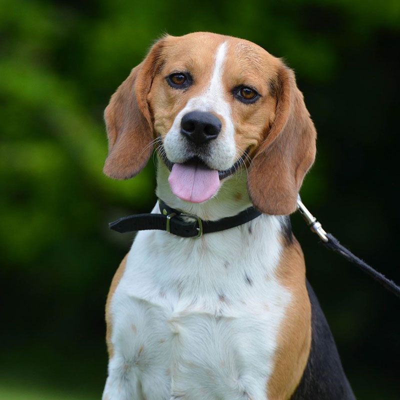 beagle Dog price