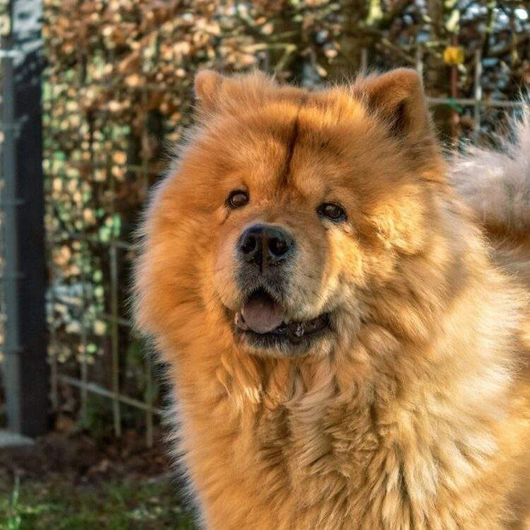 Buy Cute Chow Chow puppy for sale in Delhi, India