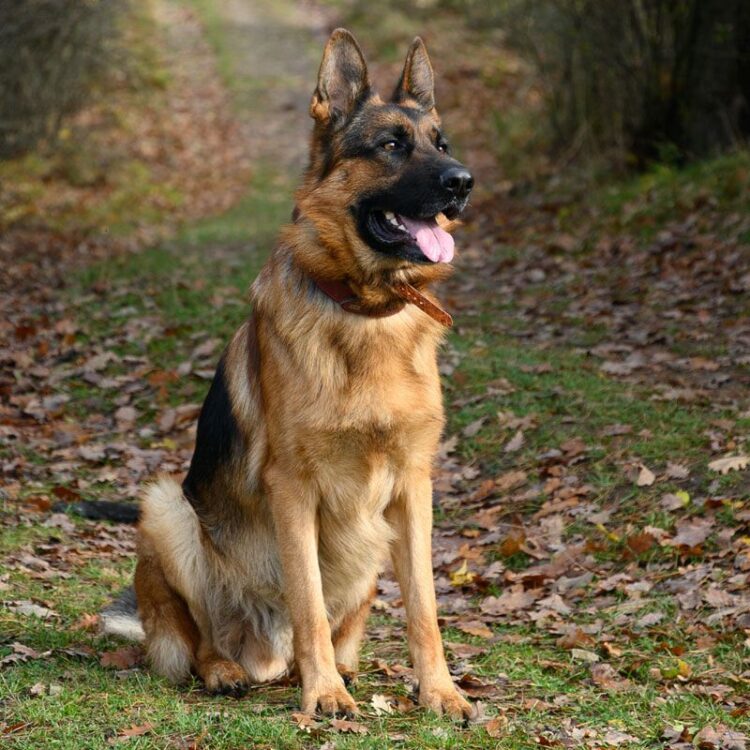 German Shepherd for sale- vaccinated