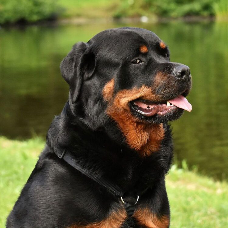 Buy American Rottweiler near me