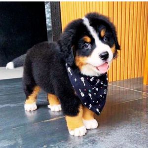 Bernese Mountain dog for sale near me in delhi