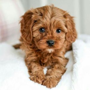 cavapoo puppy price in india