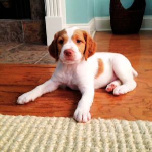 Brittany Spaniel puppies for sale in Delhi