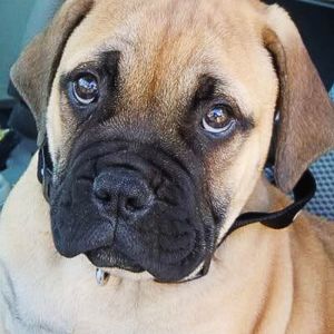 Bullmastiff Puppies for sale