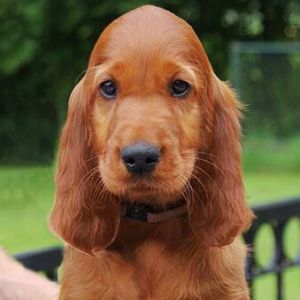 Buy Irish Setters Puppies