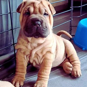 Buy Shar Pei Puppies