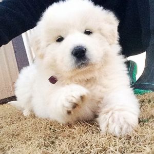 Great Pyrenees Puppies near me
