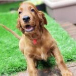 Irish Setters Puppies