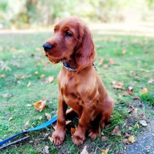 Irish Setters Puppies Price of India