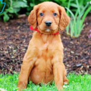 Irish Setters Puppies Price