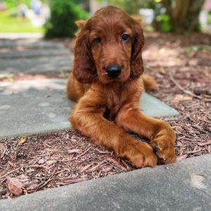 Irish Setters Puppies for Sale