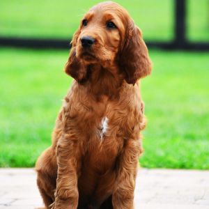 Irish Setters Puppy
