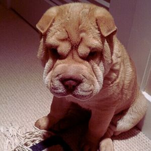 Shar Pei Puppies For Sale