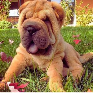 Shar Pei Puppies Price