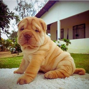Shar Pei Puppies