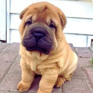 Shar Pei Puppy